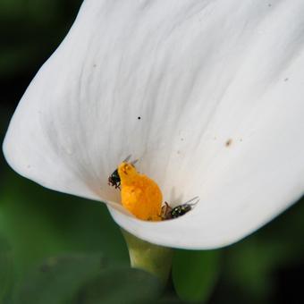 Zantedeschia aethiopica