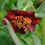 Paeonia delavayi - 