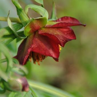 Paeonia delavayi