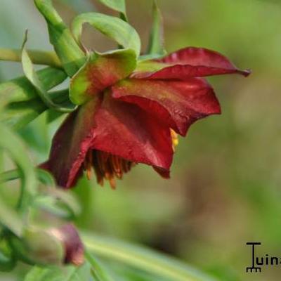 Paeonia delavayi