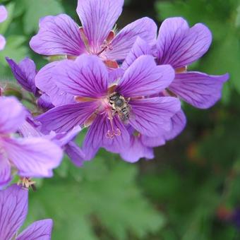 Geranium x magnificum