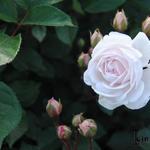 Rosa 'Marie Pavié' - 