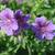 Geranium x magnificum