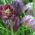 Fritillaria meleagris