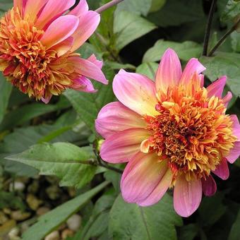 Dahlia 'Floorinoor'