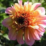 Dahlia 'Floorinoor' - 