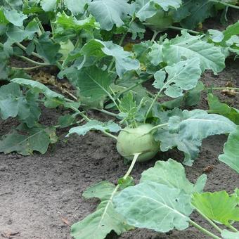 Brassica oleracea gongylodes