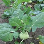 Brassica oleracea gongylodes - 