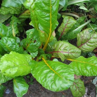 Beta vulgaris