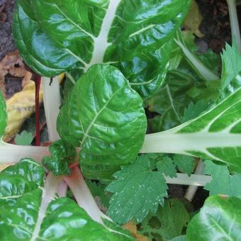 Beta vulgaris