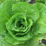 Brassica rapa pekinensis - 