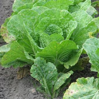 Brassica rapa pekinensis