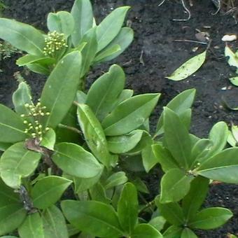 Skimmia japonica 'Thereza'