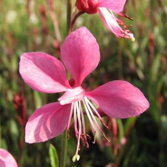 Gaura lindheimeri 'Siskiyou Pink'