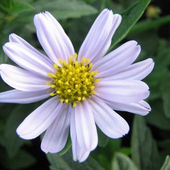 Kalimeris incisa 'Blue Star'