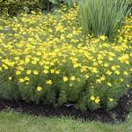 Coreopsis verticillata - Netzblattstern, Quirlblättriges Mädchenauge