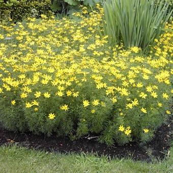 Coreopsis verticillata