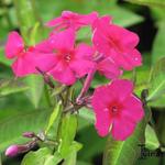 Phlox paniculata 'Aida' - 