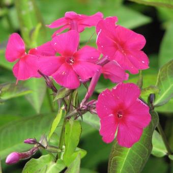 Phlox paniculata 'Aida'