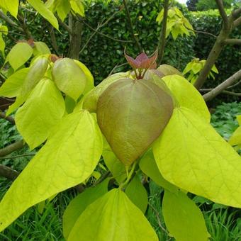 Catalpa bignonioides 'Aurea'