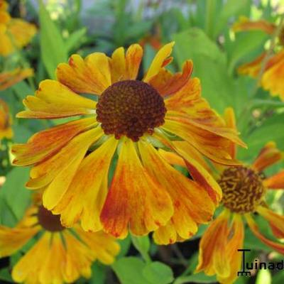 Helenium 'Waltraut' - Helenium 'Waltraut'