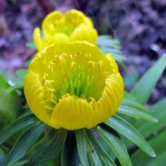 Eranthis cilicica