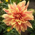 Dahlia 'Giraffe' - 