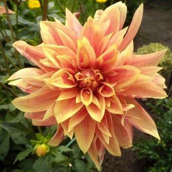 Dahlia 'Giraffe'