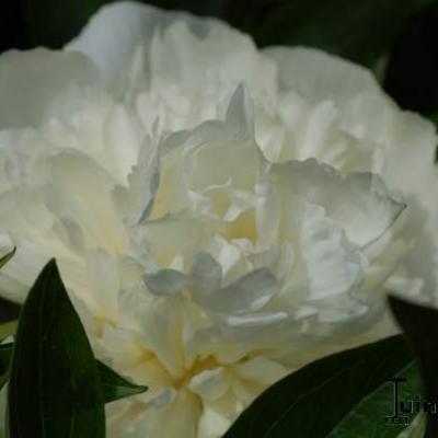 Paeonia lactiflora 'Duchesse de Nemours'