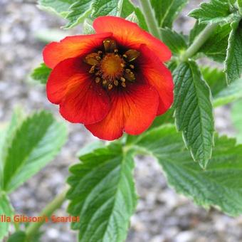 Potentilla nepalensis 'Gibson's Scarlet'