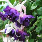 Fuchsia 'Deep Purple' - 