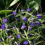 Tradescantia andersoniana - 