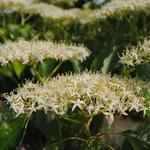 Cornus controversa - Pagoden-Hartriegel