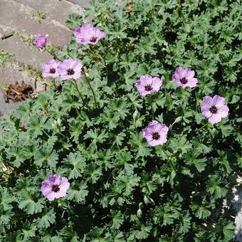 Geranium cinereum 'Ballerina'