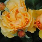 Rosa 'Amber Queen' - 