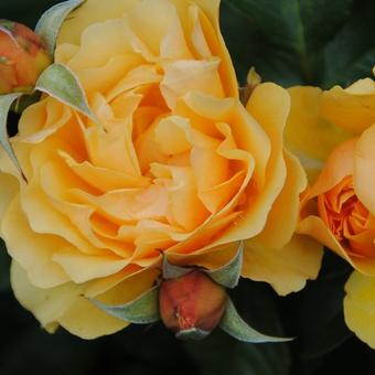 Rosa 'Amber Queen'