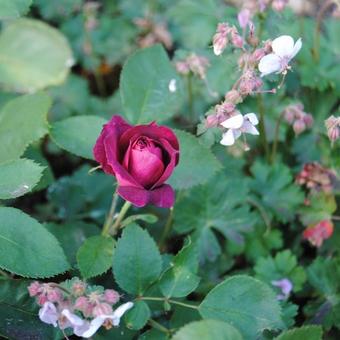 Rosa 'Cardinal Hume'