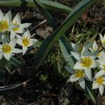 Tulipa turkestanica  - Turkestanische Tulpe