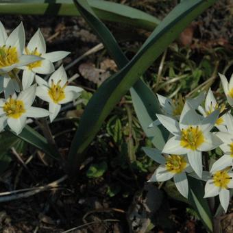 Tulipa turkestanica