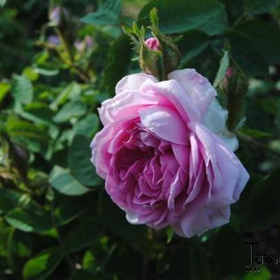 Rosa 'Soupert et Notting' - 