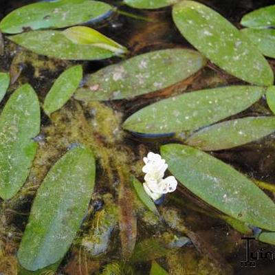 Aponogeton distachyos - 