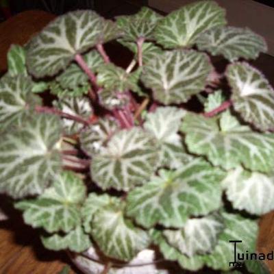 Saxifraga stolonifera - 