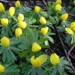 Eranthis  hyemalis - Winterling