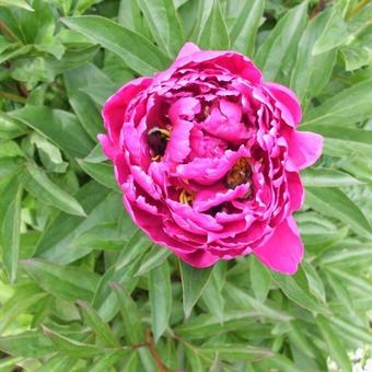 Paeonia lactiflora