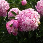 Paeonia lactiflora - Pivoine de Chine