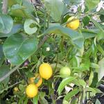 Citrus limon - Citronnier