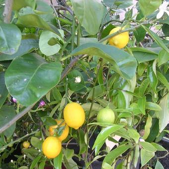 Citrus limon