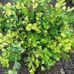 Buxus microphylla 'Kingsha'  - 