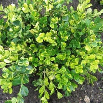 Buxus microphylla 'Kingsha'