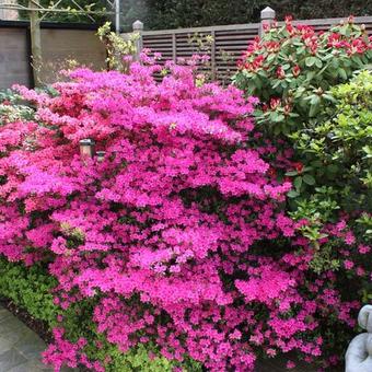 Rhododendron/Azalea